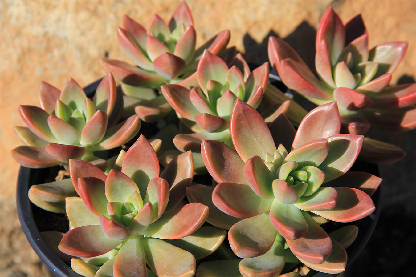 Graptosedum 'California sunset'